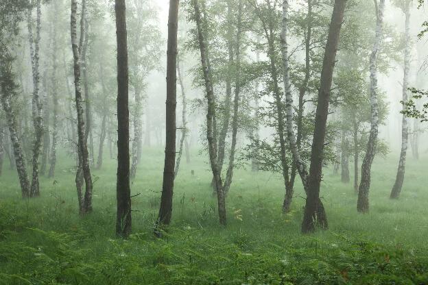 Foggy birch forest